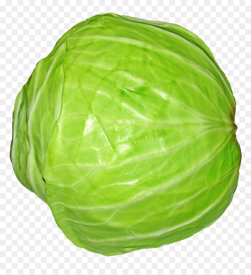 Cabbage - Cabbage Png, Transparent Png - cabbage png