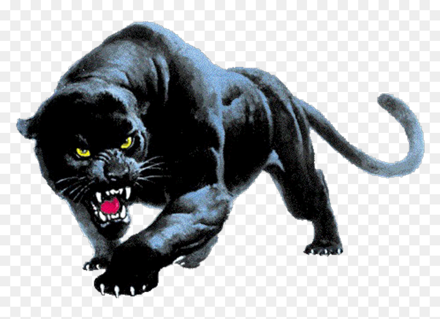 Panther Desktop Wallpaper Clip Art - Devon Meadows Football Club, HD Png Download - panther png