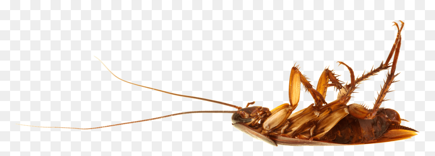 Cockroach On Back - Cockroach On Back Png, Transparent Png - cockroach png