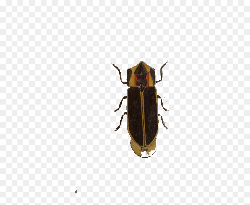 Cockroach Insect Blattodea - Cockroach, HD Png Download - cockroach png