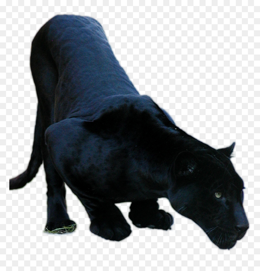Black Panther Jaguar Cars Jaguar Xf Cougar - Transparent Background Panther Png, Png Download - panther png