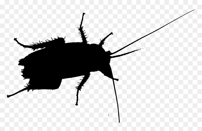 Cockroach Beetle Silhouette Membrane Insect - Cockroach, HD Png Download - cockroach png