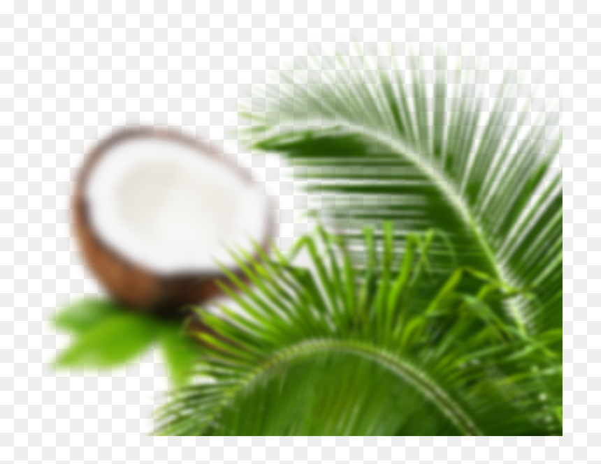 Close-up, HD Png Download - palm tree leaves png