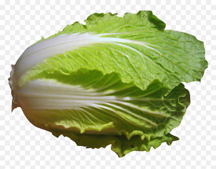 Napa Cabbage, HD Png Download - cabbage png