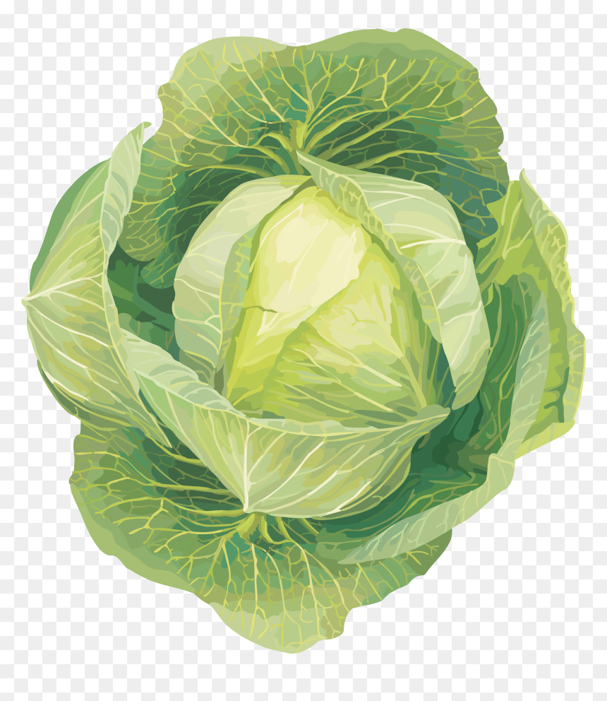 Cabbage Png Image - Vegetables Clip Art, Transparent Png - cabbage png