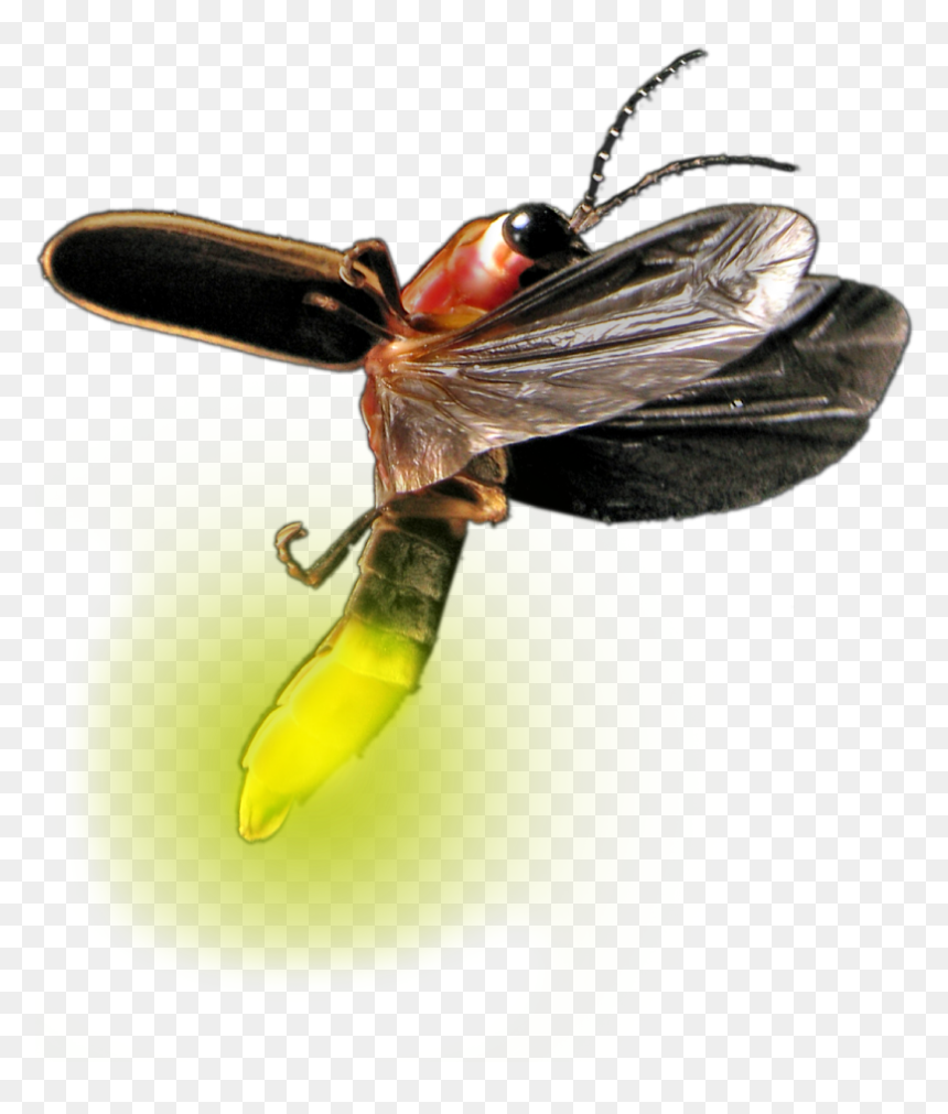 Atp Testing Promicol General - Firefly Png, Transparent Png - firefly png