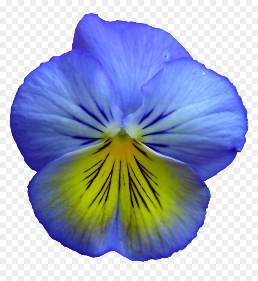 Pansy Clipart Transparent - Realistic Flower Clip Art, HD Png Download - blue flower png