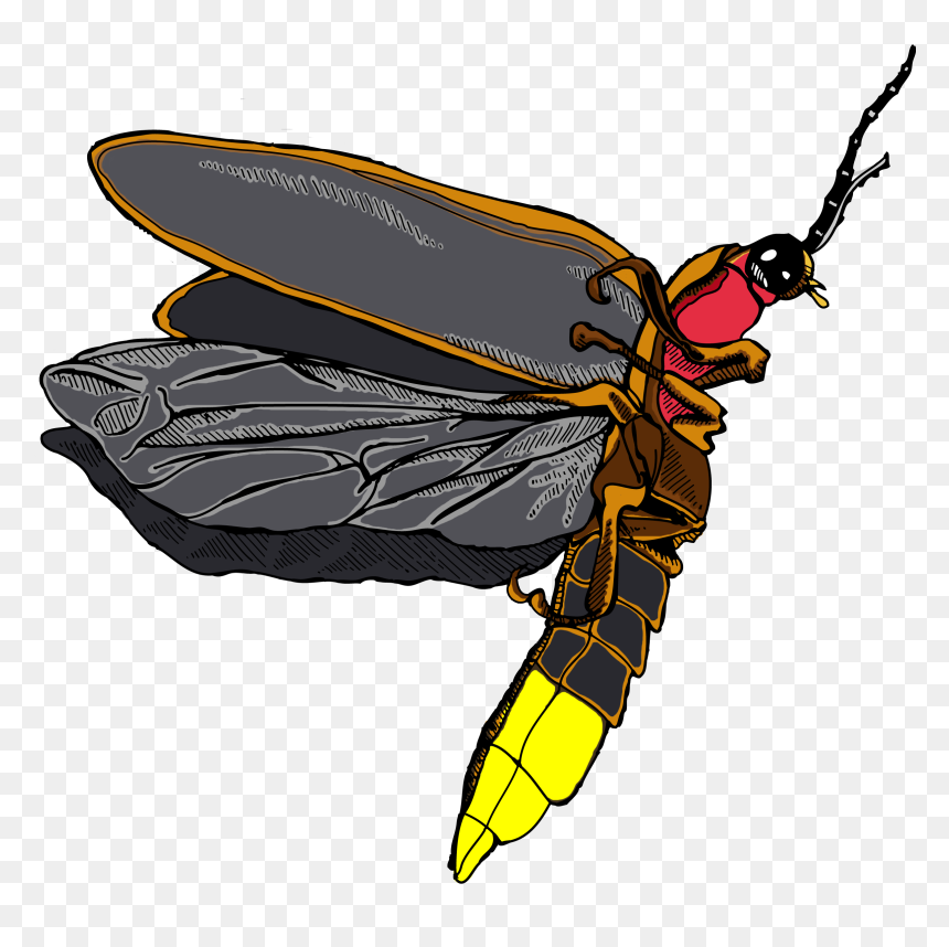 Thumb Image - Firefly Png, Transparent Png - firefly png
