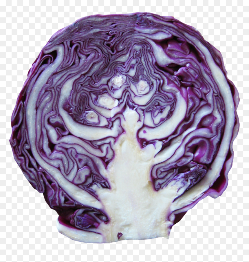 Red Cabbage Png Image - Red Cabbage Png, Transparent Png - cabbage png