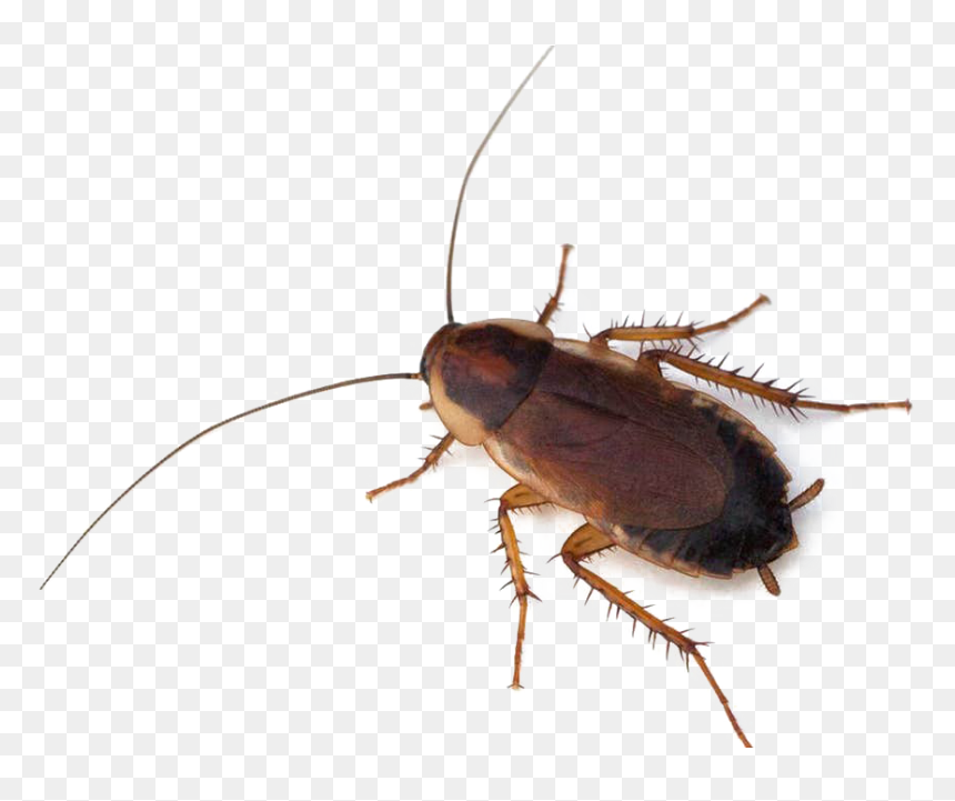 Cockroach Png Photo - Live Cockroach, Transparent Png - cockroach png