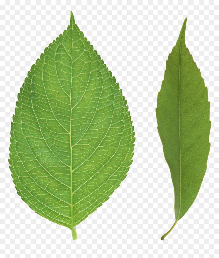 Green Leaves Png Image, Transparent Png - palm tree leaves png