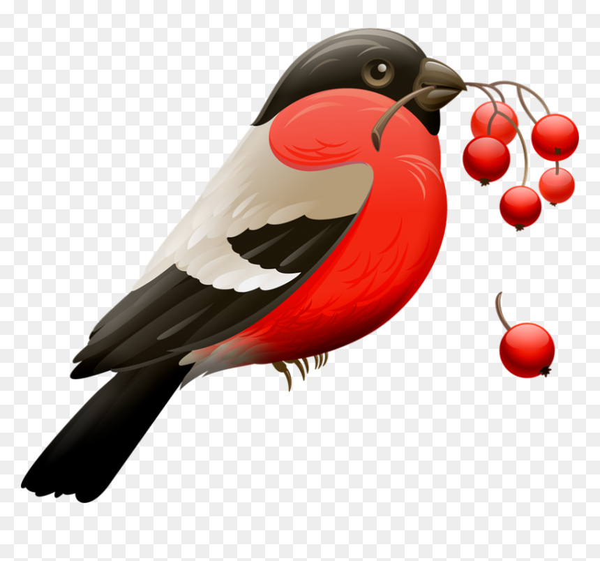 Red Robin Birds, HD Png Download - robin png