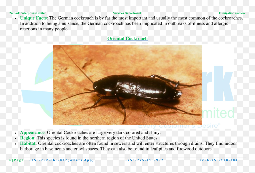Oriental Cockroach , Png Download - Oriental Cockroach, Transparent Png - cockroach png