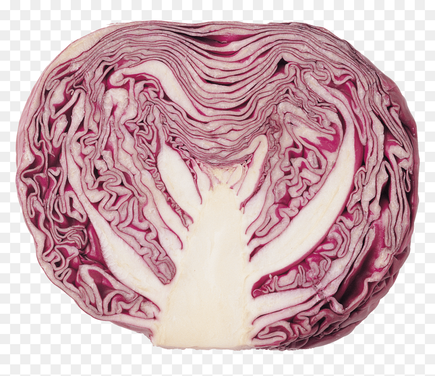 Cabbage Red Clip Arts, HD Png Download - cabbage png