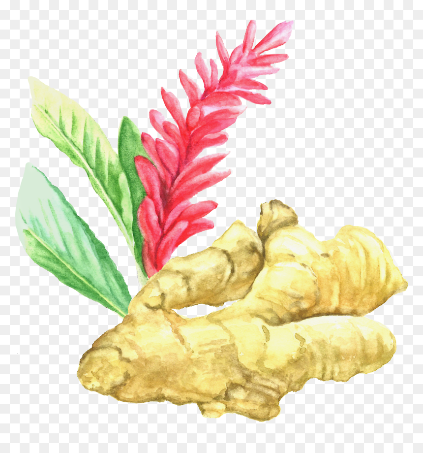 Ginger , Png Download - Ginger Botanical Illustration, Transparent Png - ginger png