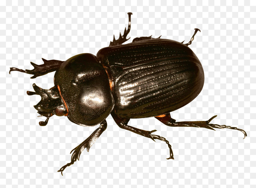 Beetle Png, Transparent Png - cockroach png