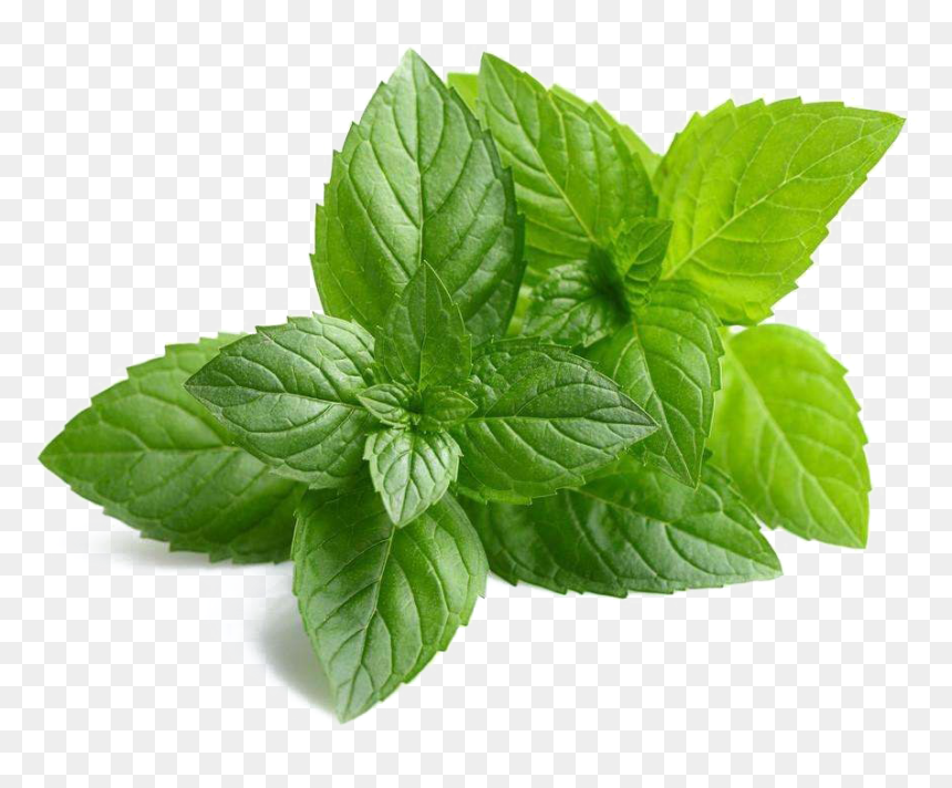 Mint Png Images Hd - Mentha Piperita, Transparent Png - mint png