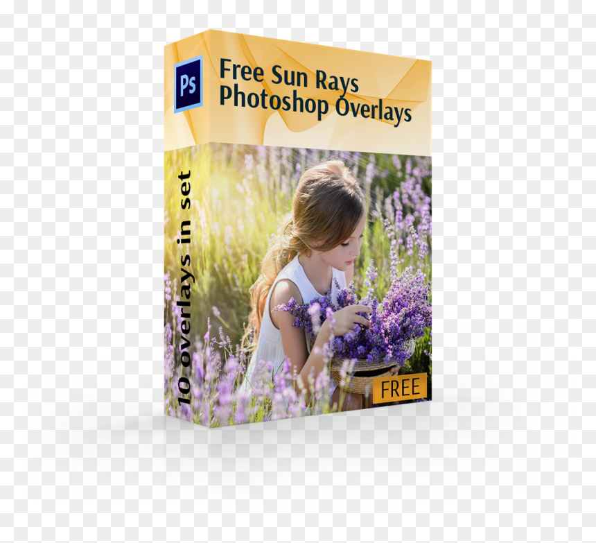Sun Ray Overlay Cover Box Girl In Flowers - English Lavender, HD Png Download - sun ray png