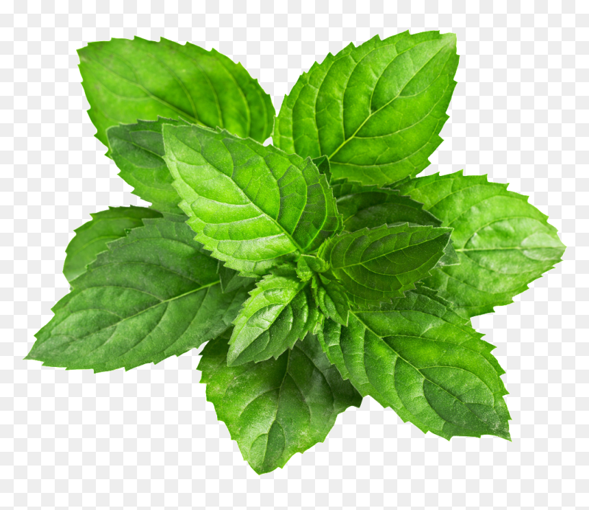 A Mint Leaf Transparent Plant Vector - Mint Leaf Png, Png Download - mint png