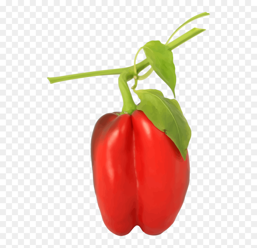 Transparent Chili Png - Bell Pepper Plant Png, Png Download - chili pepper png