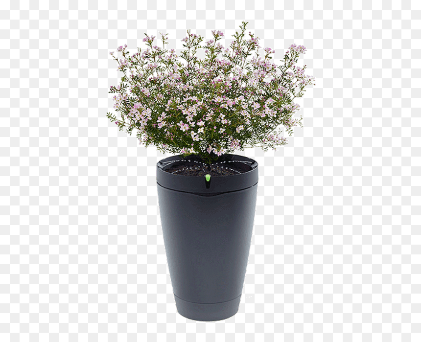 Pot With Soil Transparent Background Png - Pot Parrot, Png Download - potted plant png