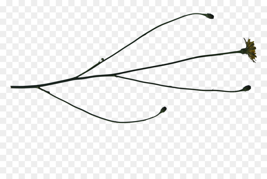 Line Art, HD Png Download - weed transparent png