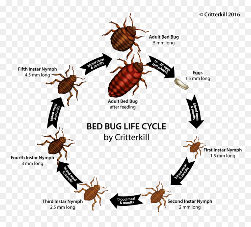 True Bug Png Image - Get Rid Of Bed Bugs Uk, Transparent Png - cockroach png