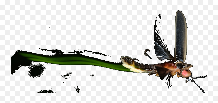 Illustration, HD Png Download - firefly png