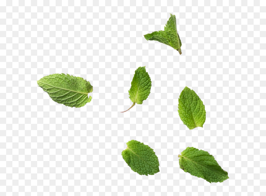 Mint Leaf Png , Png Download - Mint Leaf Png, Transparent Png - mint png