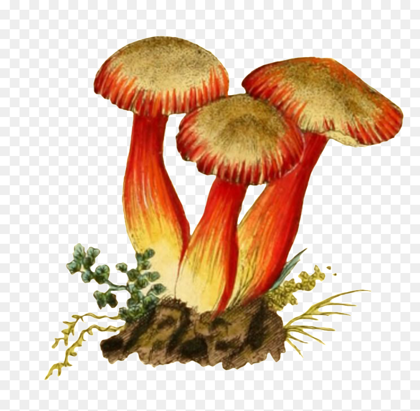 Three Mushroom Transparent Plant Vectors In The Soil - Portable Network Graphics, HD Png Download - soil png