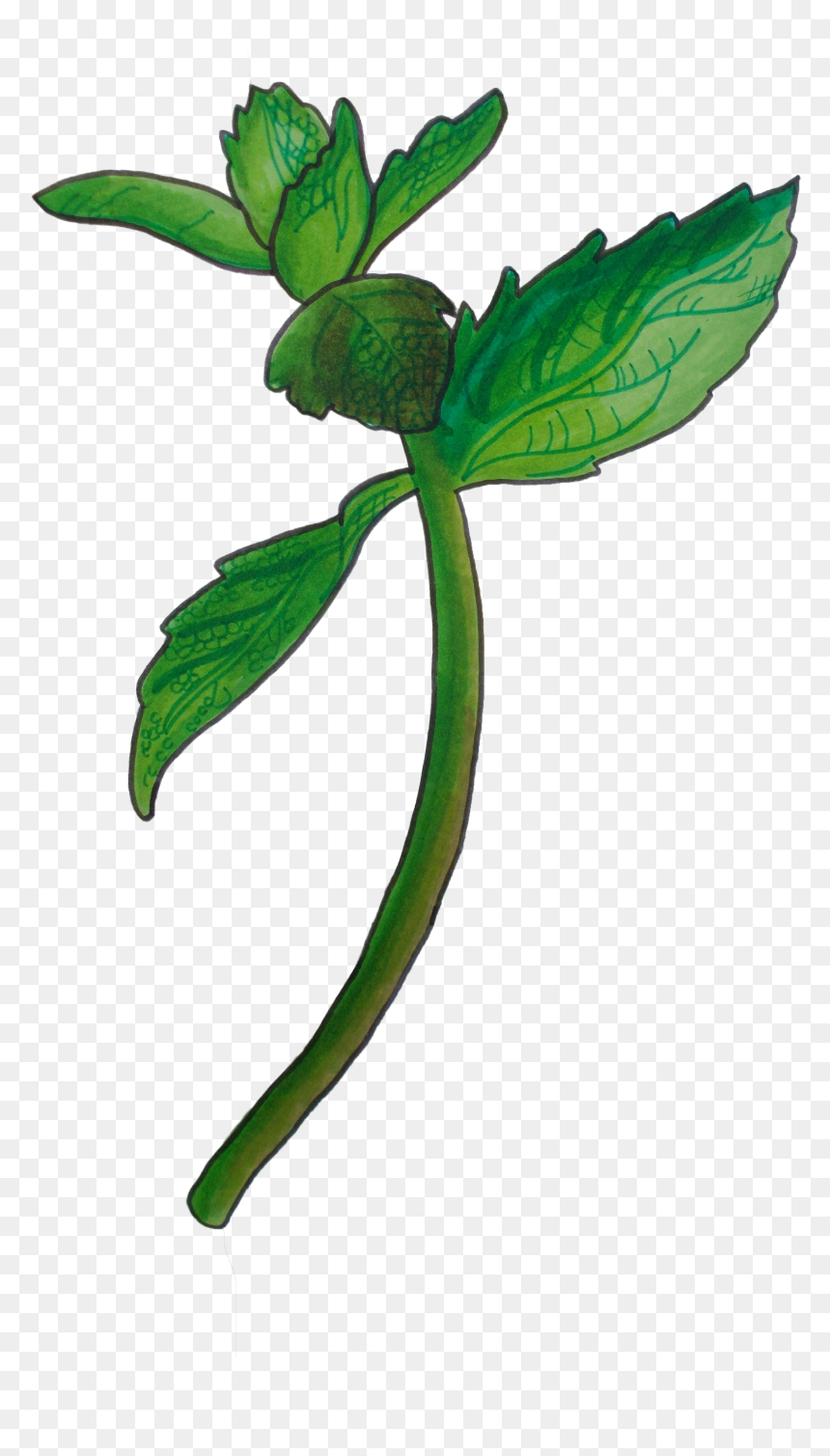 Image Of Mint Clipart , Png Download, Transparent Png - mint png