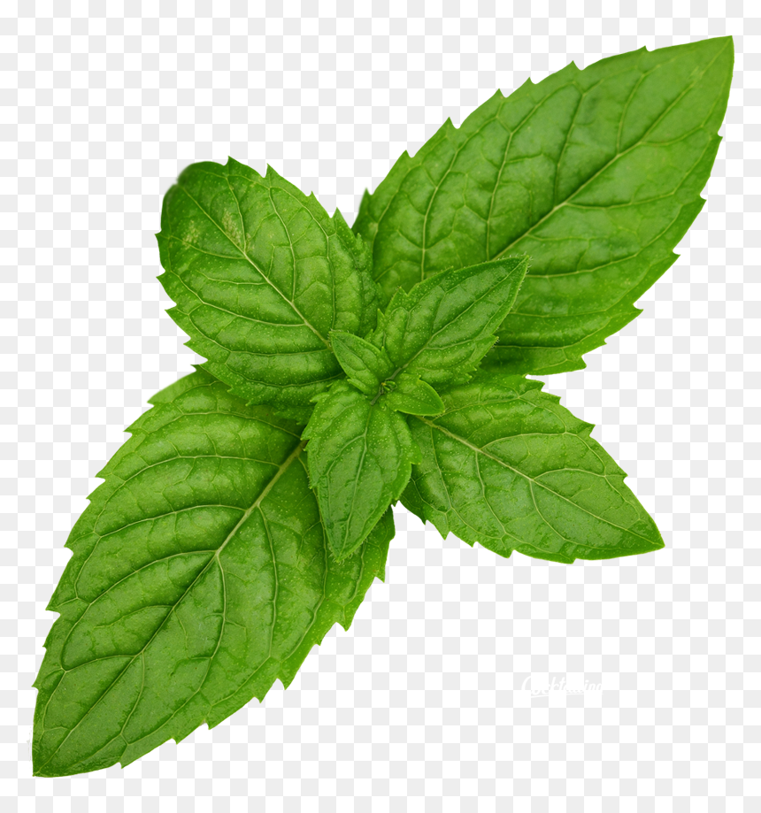 Mint Free Download Png - Mint Clip Art, Transparent Png - mint png