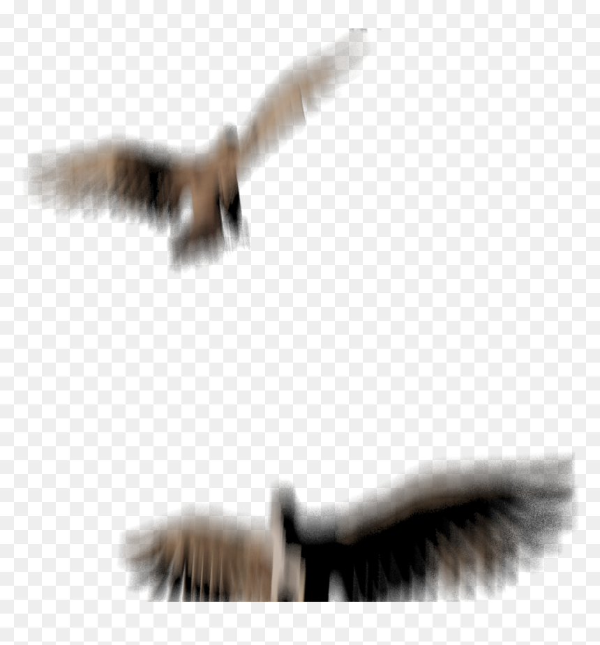 3d Birds - Hawk, HD Png Download - flock of birds png