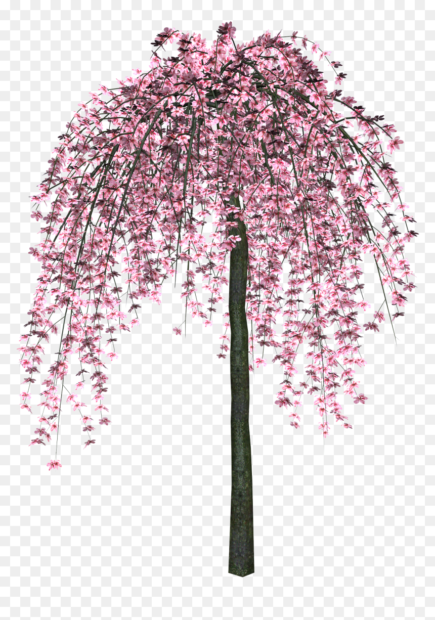 Sakura Png - Розовое Дерево Пнг, Transparent Png - cherry blossom tree png