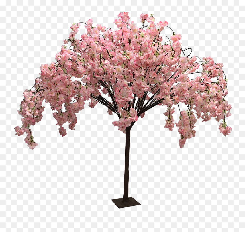 Swamp Maple, HD Png Download - cherry blossom tree png