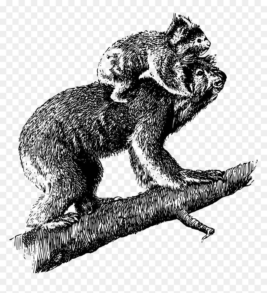 Koala With Young Clip Arts - Koala Old Illustration, HD Png Download - koala png