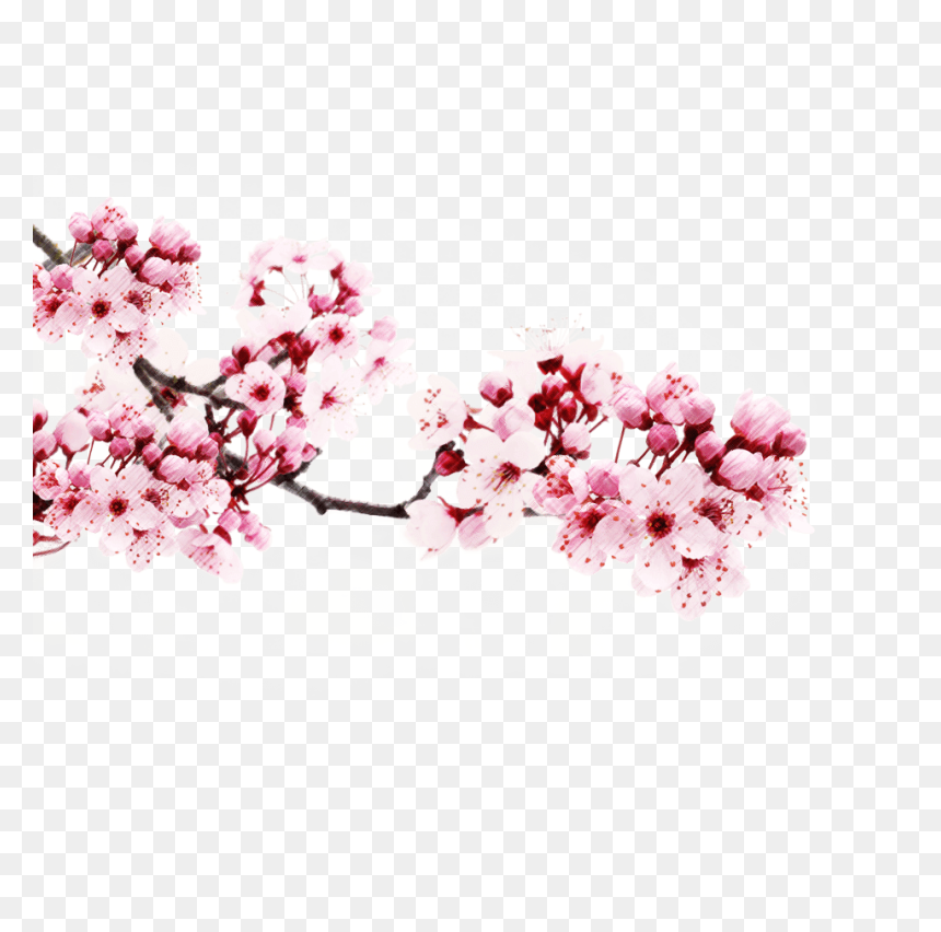 Transparent Japanese Cherry Blossom Tree - Japanese Cherry Blossom Png, Png Download - cherry blossom tree png