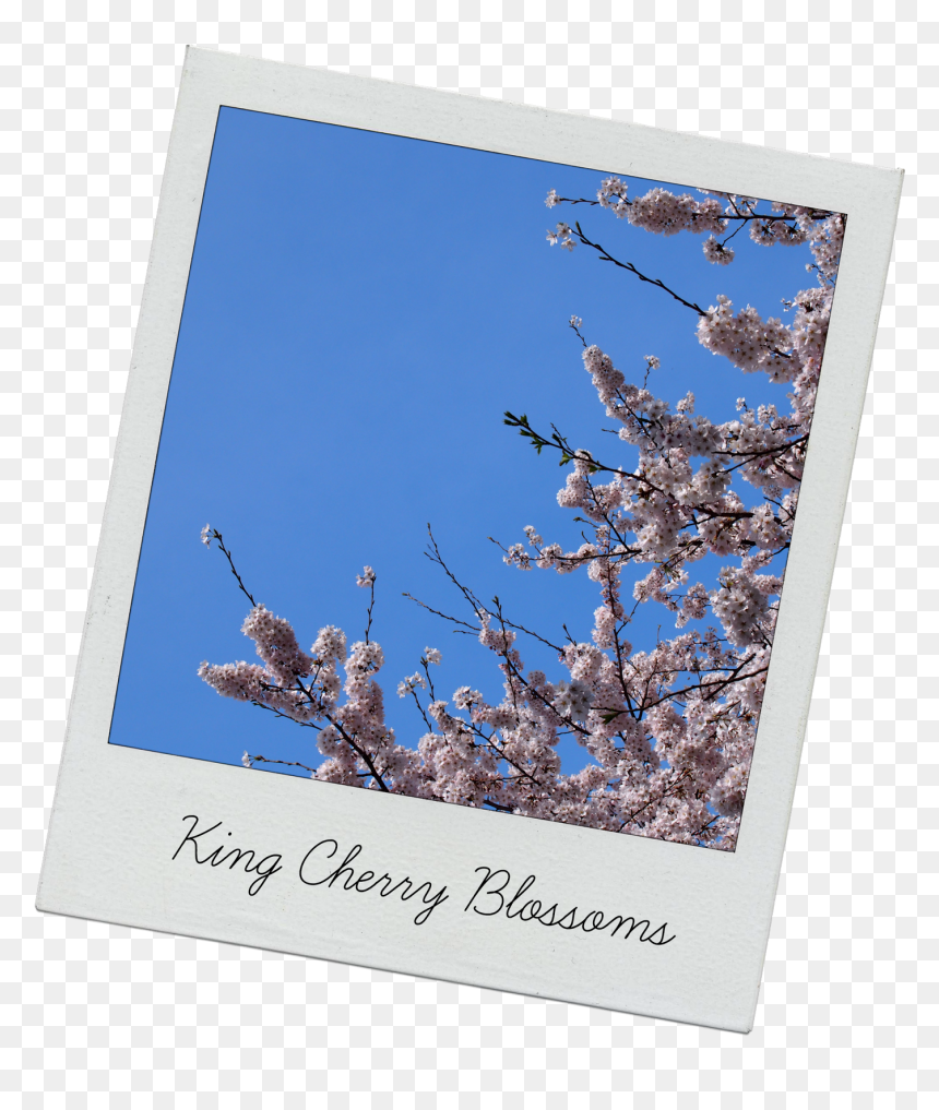 Cherry Blossom Tree - Cherry Blossom, HD Png Download - cherry blossom tree png