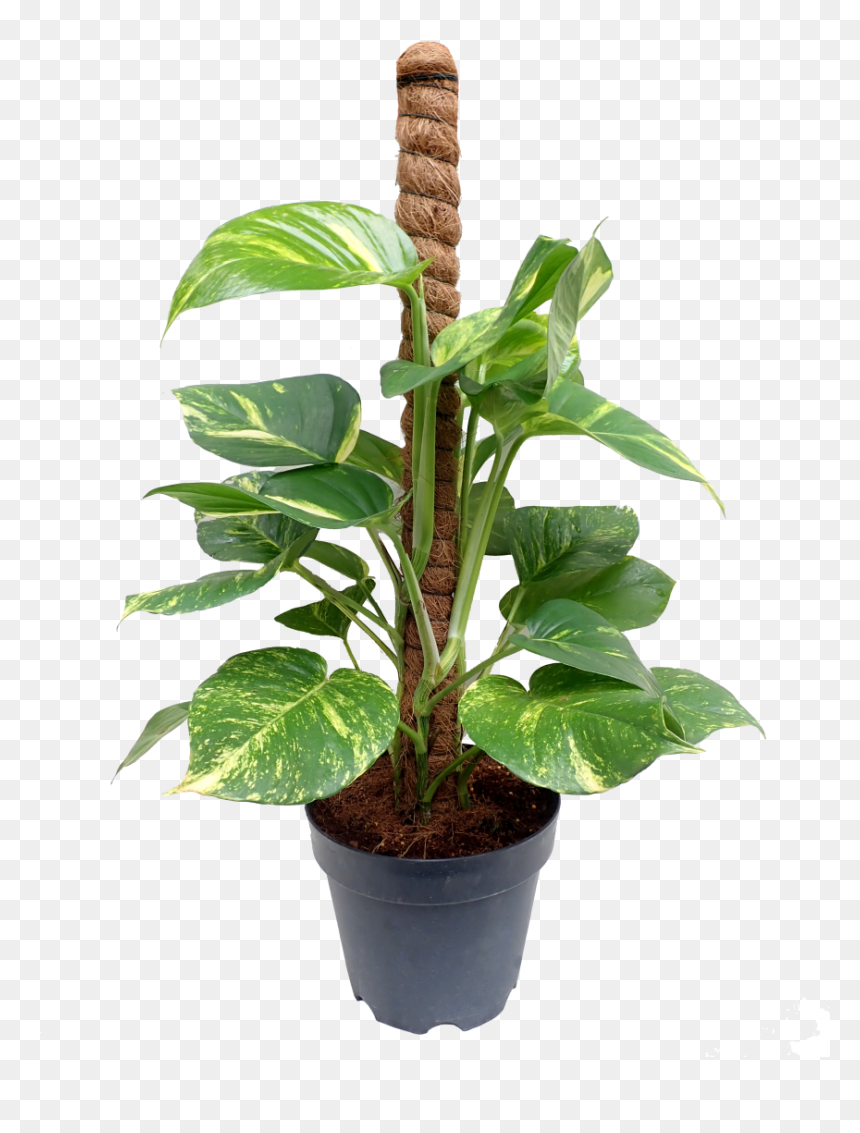 Mony Plant Png, Transparent Png - potted plant png