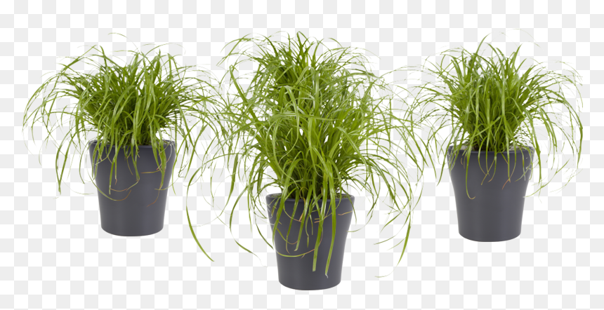 Cyperus Alternifolius , Png Download - Cyperus Alternifolius, Transparent Png - potted plant png