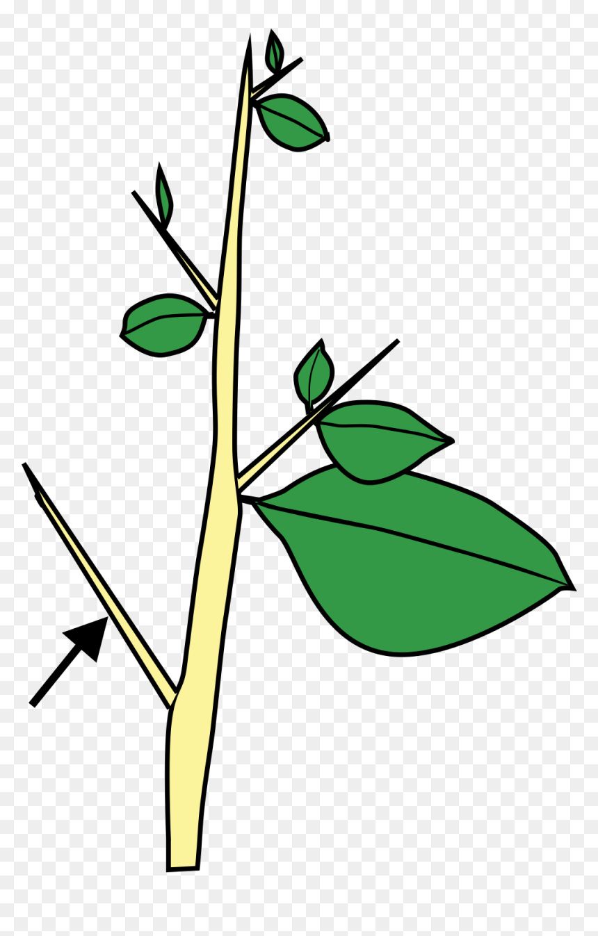 Thorn Bush Clipart, HD Png Download - thorns png