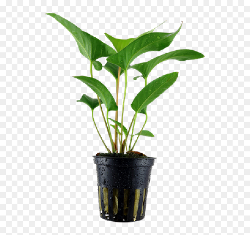 Anubias Gracilis Tropica, HD Png Download - potted plant png