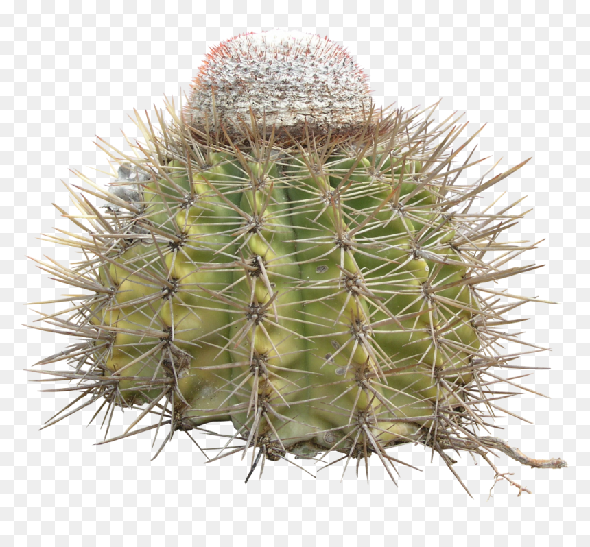 Cactus Thorn Png, Transparent Png - thorns png