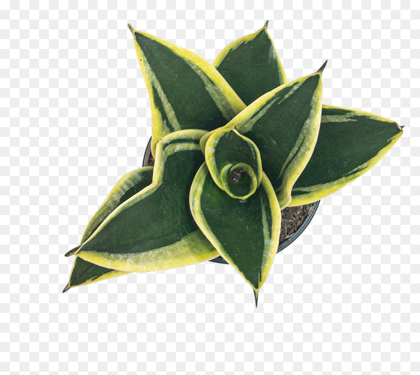 Sansevieria Black Star - Stonecrop Family, HD Png Download - black star png
