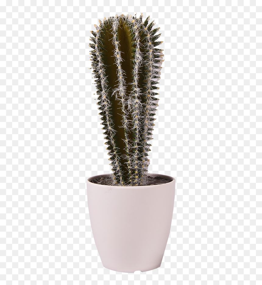 Pl76 - Houseplant, HD Png Download - thorns png