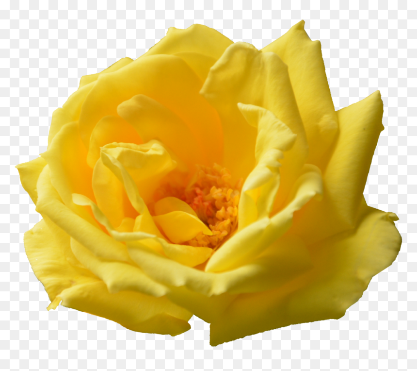 Hd Png File Size - Yellow Flower Png Format, Transparent Png - flower png hd