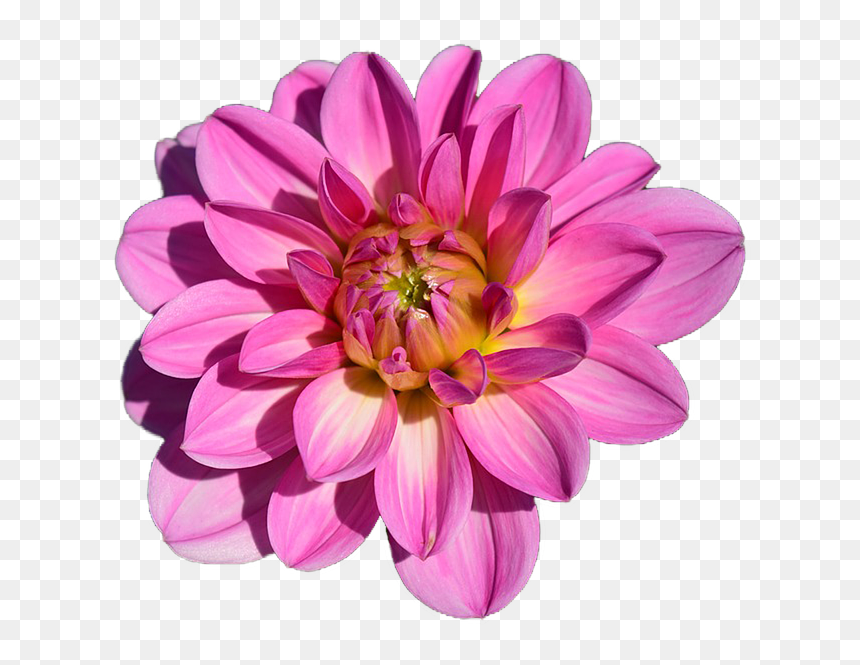 Dahlia Flower Png, Transparent Png - flower png hd