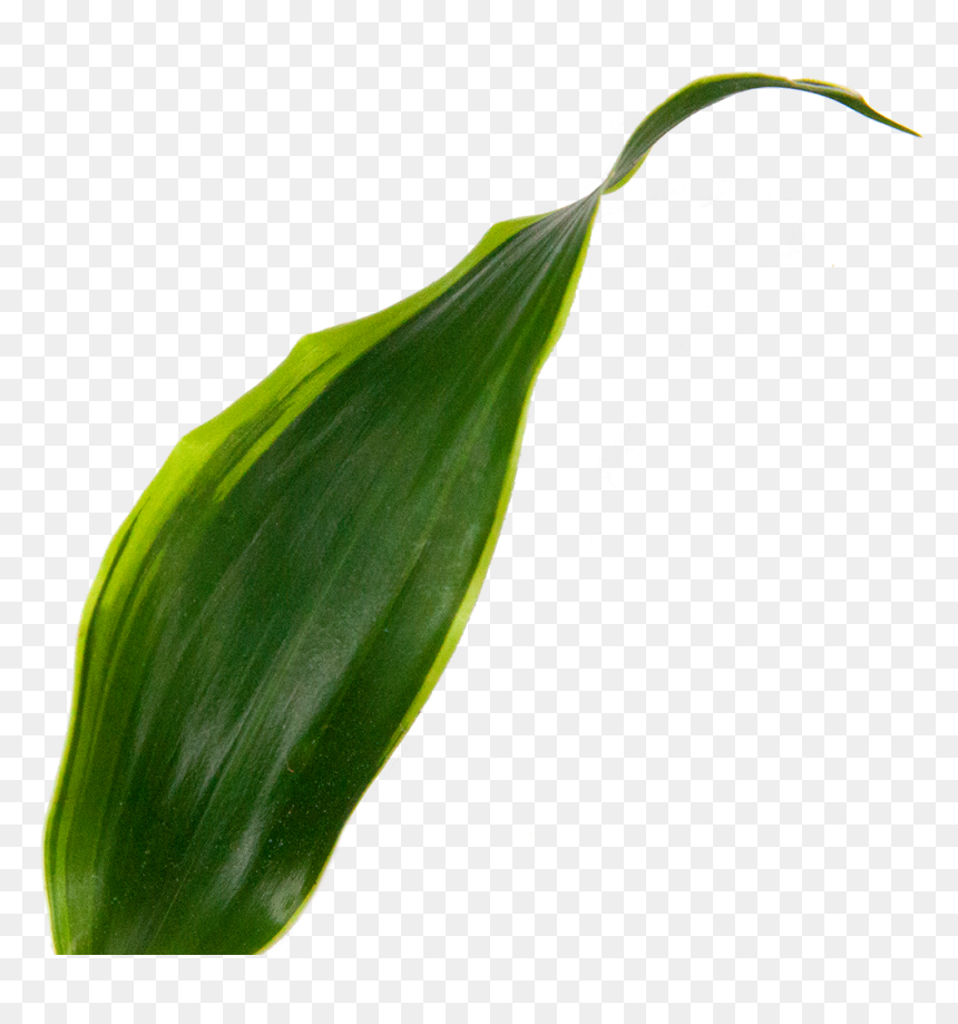 Sansevieria Black Star - Bud, HD Png Download - black star png