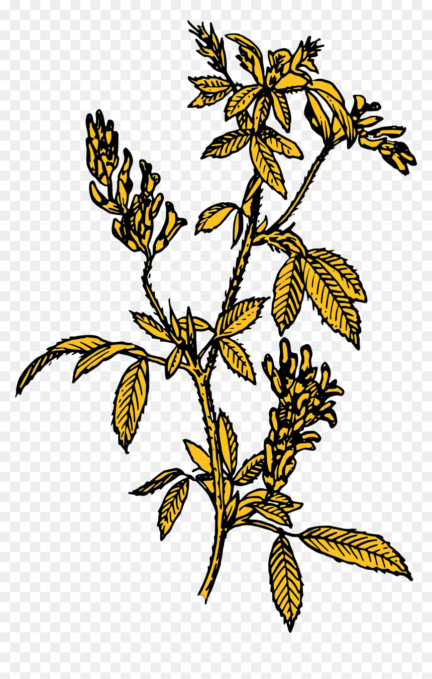 Alfalfa Clip Art, HD Png Download - flower mala png