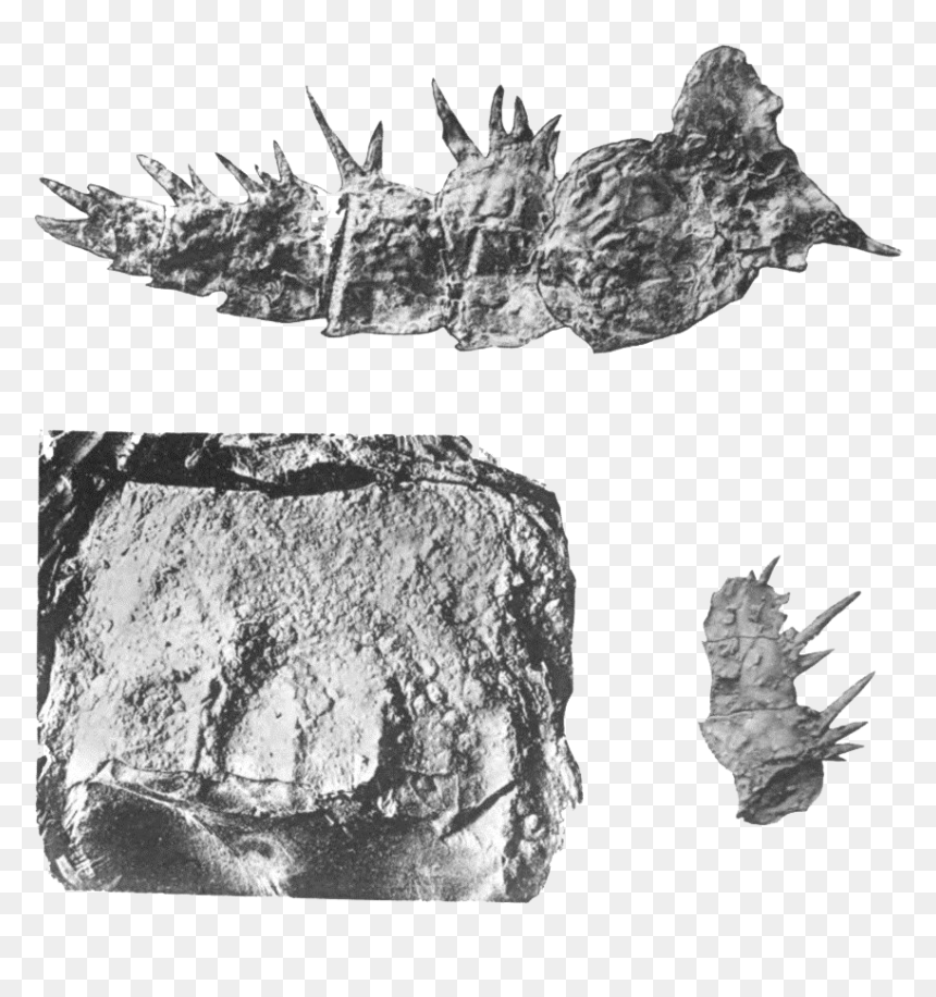 Fossils Png Images - Igneous Rock, Transparent Png - thorns png